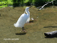 Aigrette garzette IMG_0192.jpg